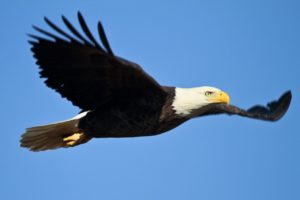 Eagle